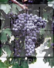 Foto di un grappolo d'uva di Cabernet Sauvignon R5 (sel. Ferrari)